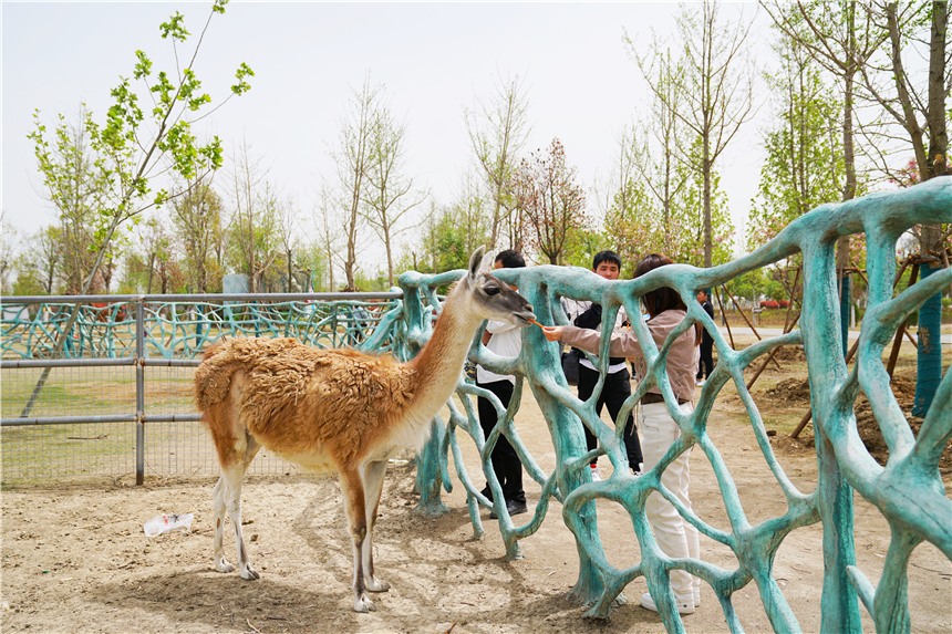 我和宿州有个约会，一场花事，一次慢旅行，探寻最烟火的宿州味道