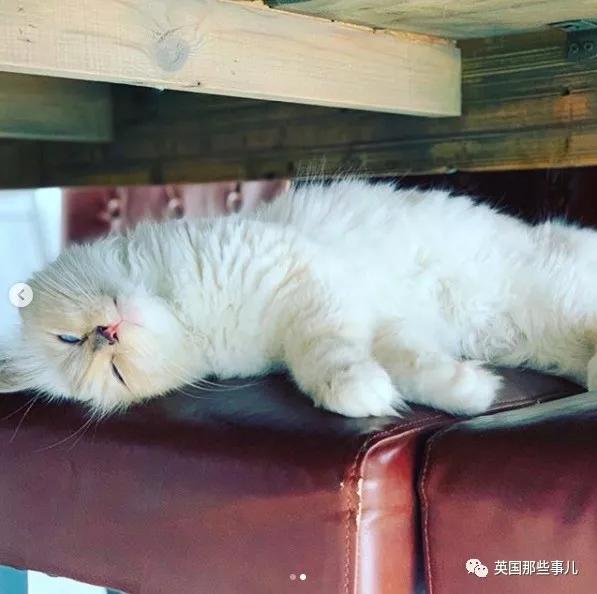 老佛爷的猫继承多少遗产,老佛爷去世后财产留给了一只猫