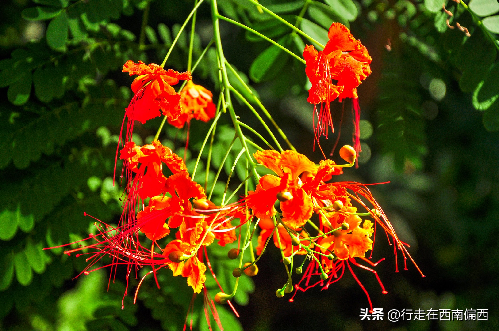 西双版纳五树六花中心,西双版纳五树六花地理位置