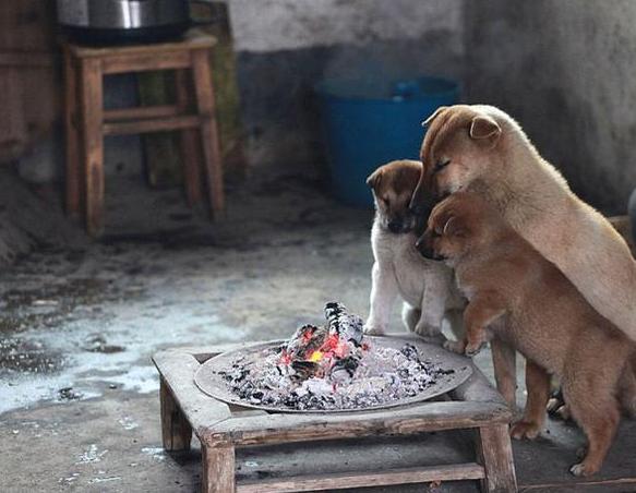 农村老土狗收购,农村有人高价收购10年以上老土狗