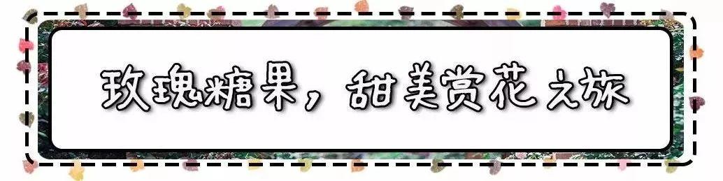 槽糕，是心动的感觉！这个神秘花谷正在悄然绽放！走，去拍照～