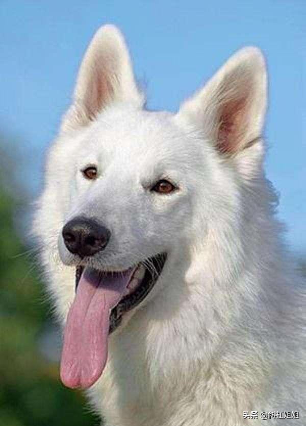 德牧和萨摩耶混血到底是什么品种,萨摩耶犬和德牧的白色崽图片