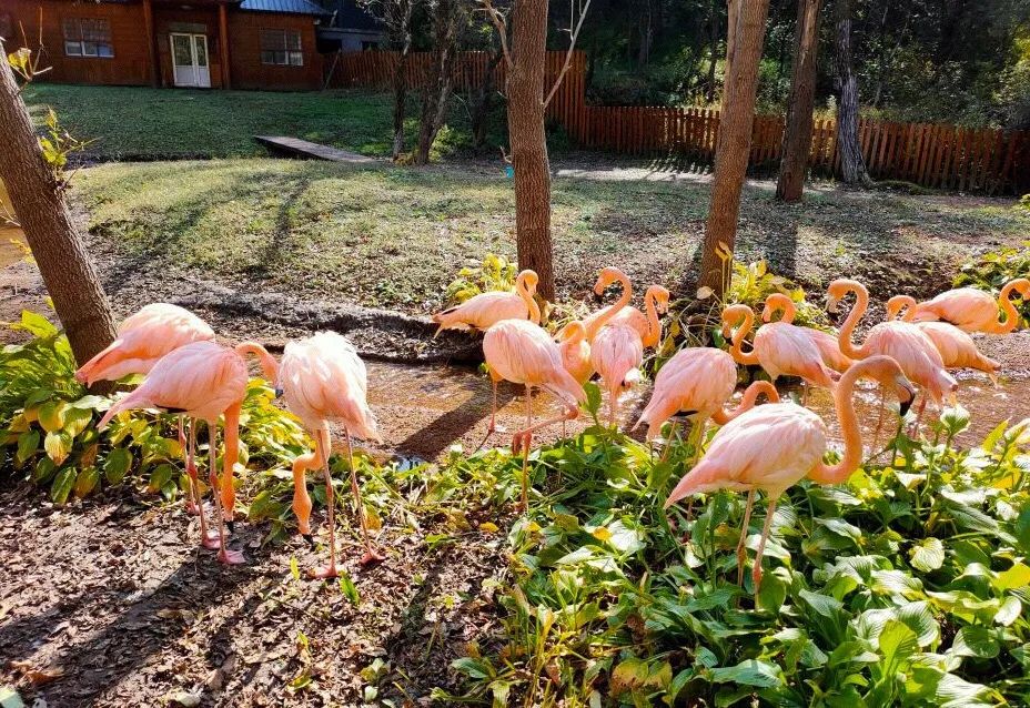 今起东北虎园大门票半价!近百种珍稀动物,带你走进现实版动物世界!