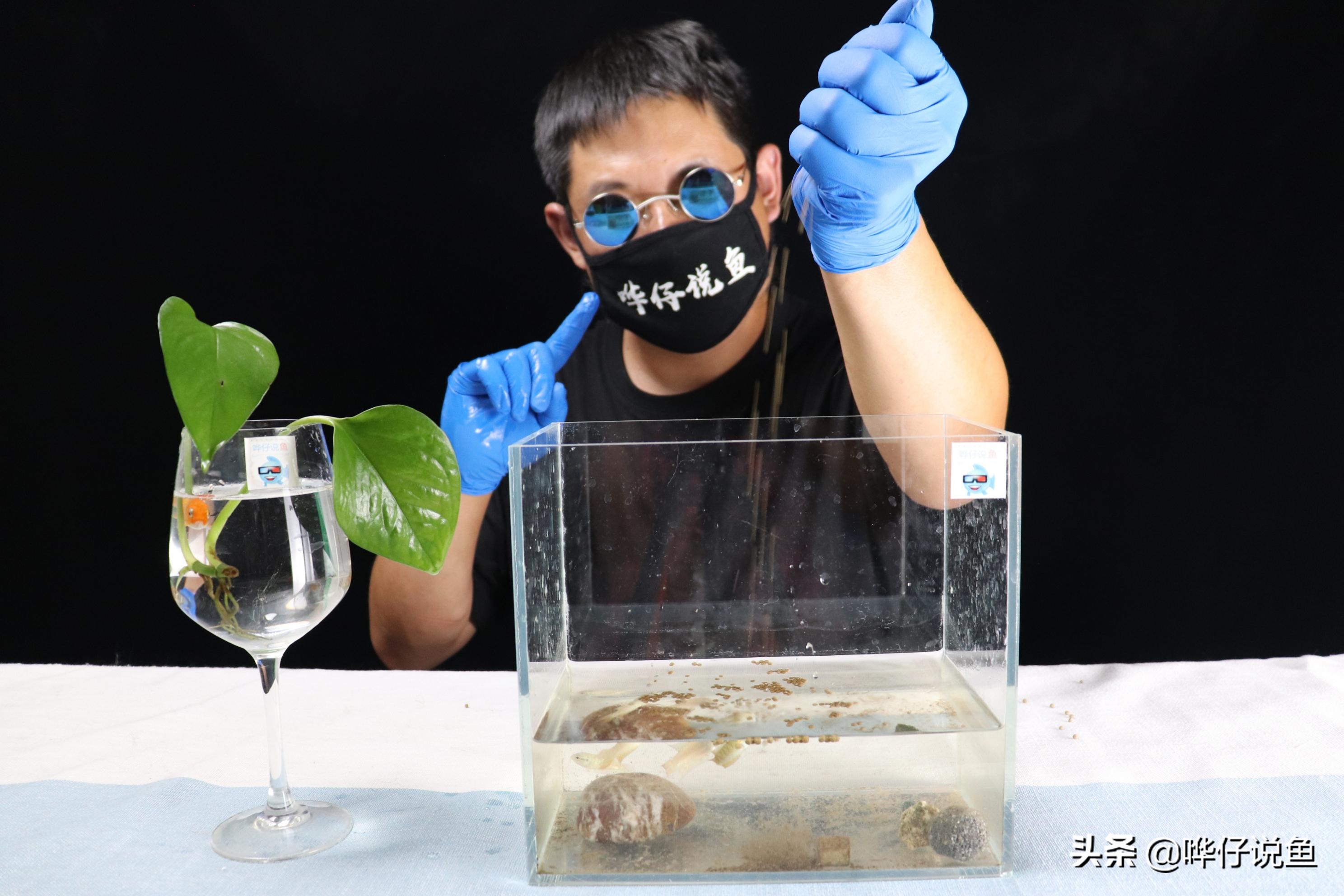 去朋友家做客发生什么,来朋友家看鱼缸