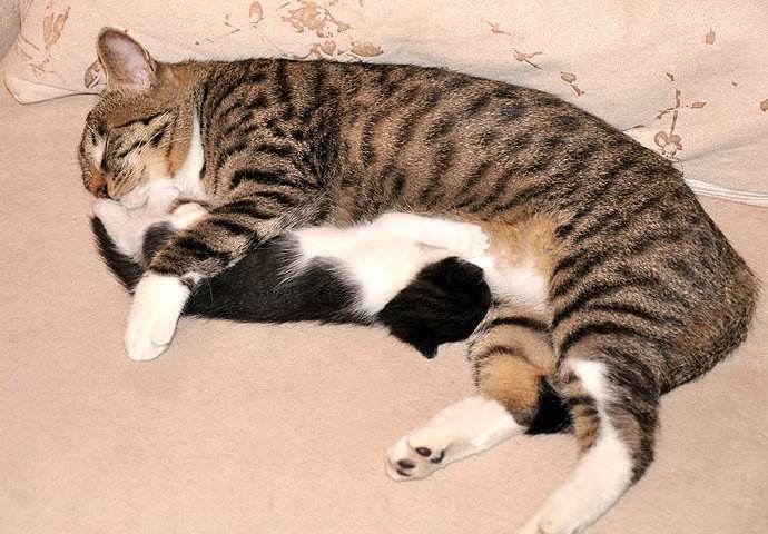 招财猫只吃肉不吃鱼饲料,招财猫很活跃就是不开口