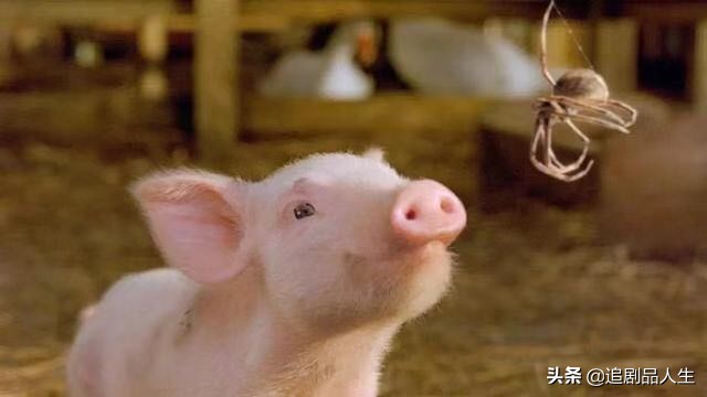 夏洛特的网教育意义,夏洛特的网的读书心得