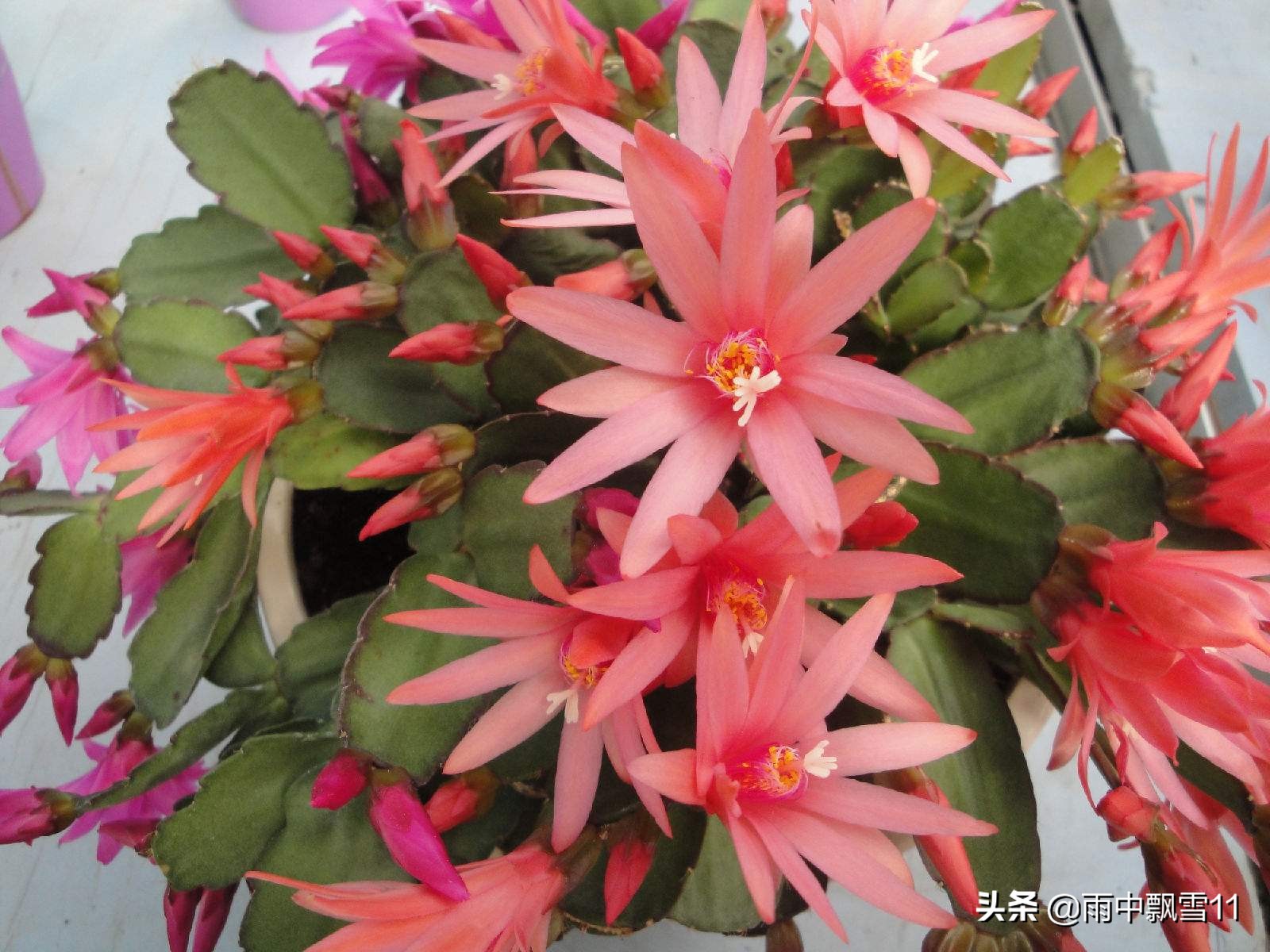 蟹爪兰假昙花仙人指有啥区别,仙人指假昙花蟹爪兰区别