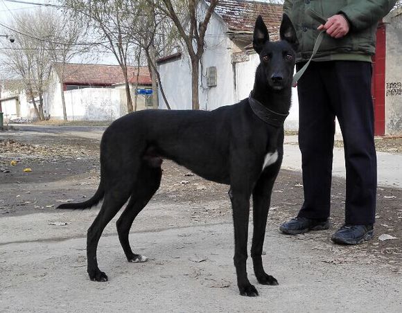 格力犬猎犬打猎视频,格力犬古老