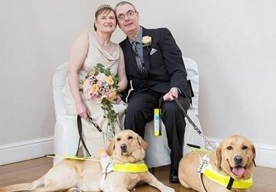 导盲犬没有勋章视频,可以当导盲犬的有哪几种狗狗