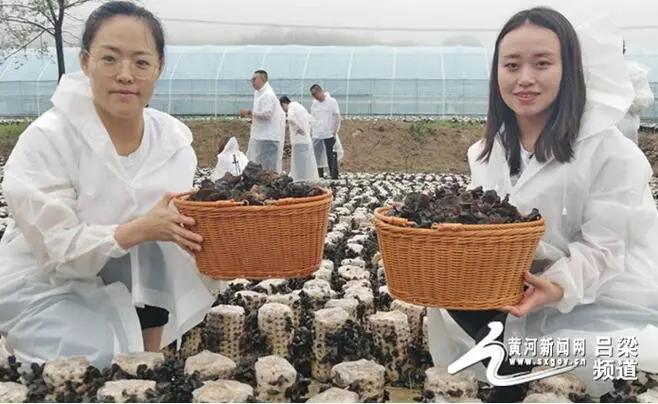 木耳产业喜丰收促农增收添活力,郊纳黑木耳产业助力脱贫攻坚