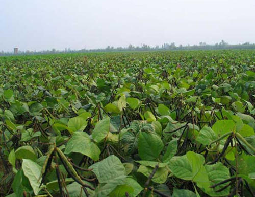 豇豆红根烂根死苗用什么农药,红小豆苗早期病害图片