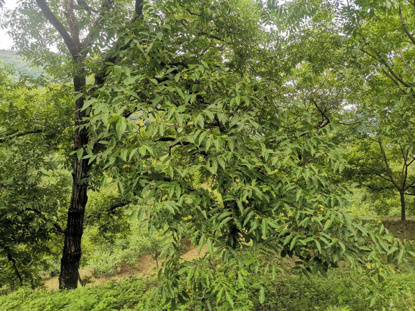 云南省一村一品名单,大理州乡村振兴试点村名单