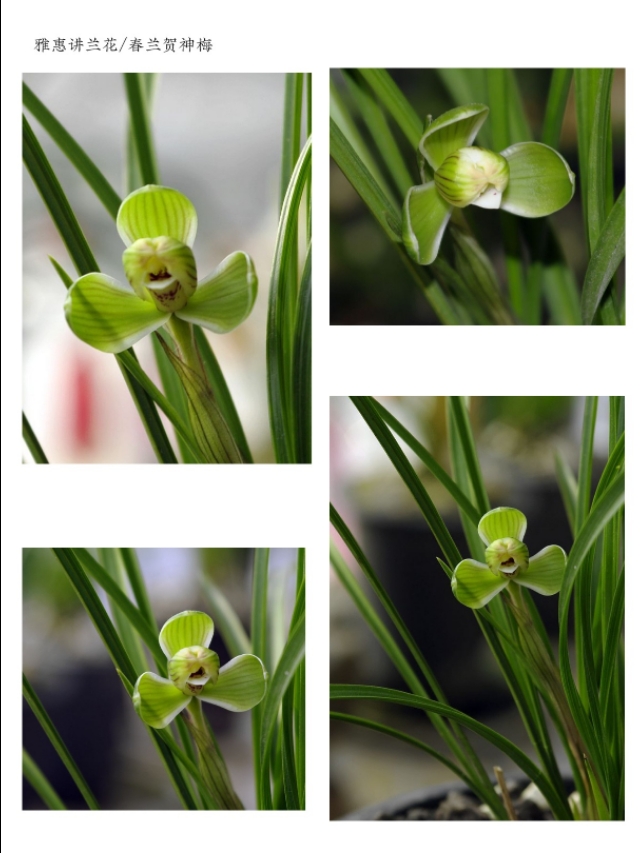 阳台养兰春兰品种推荐,兰友喜欢的春兰品种排名