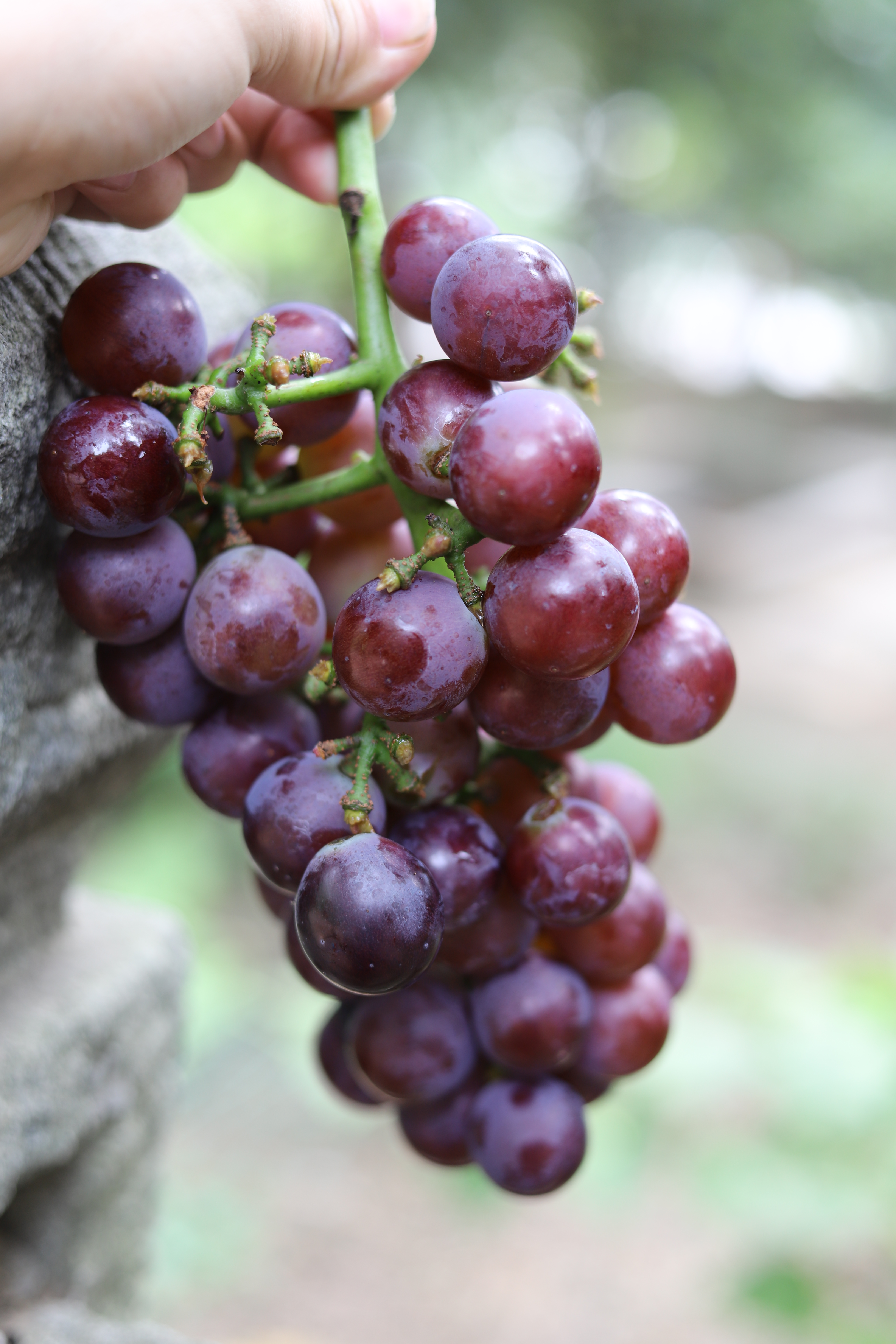 鄠邑高冠瀑布,西安鄠邑区免费的旅游景点