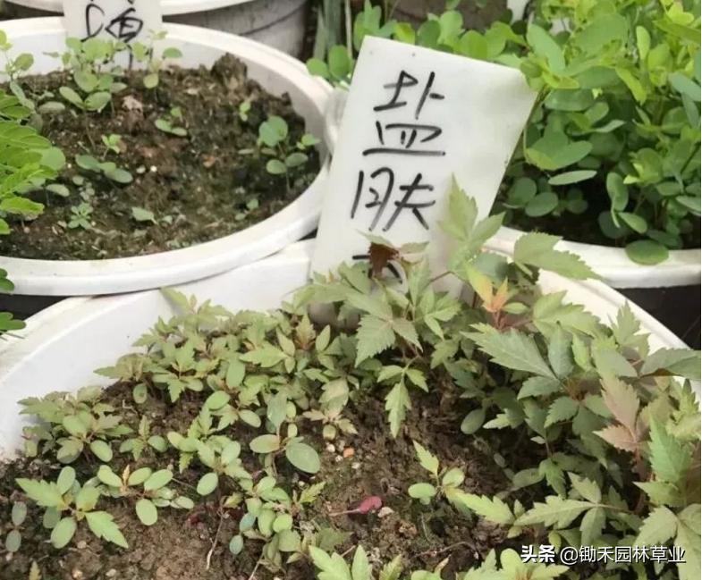 适合盐碱地的植物有哪些,绿化草耐旱品种