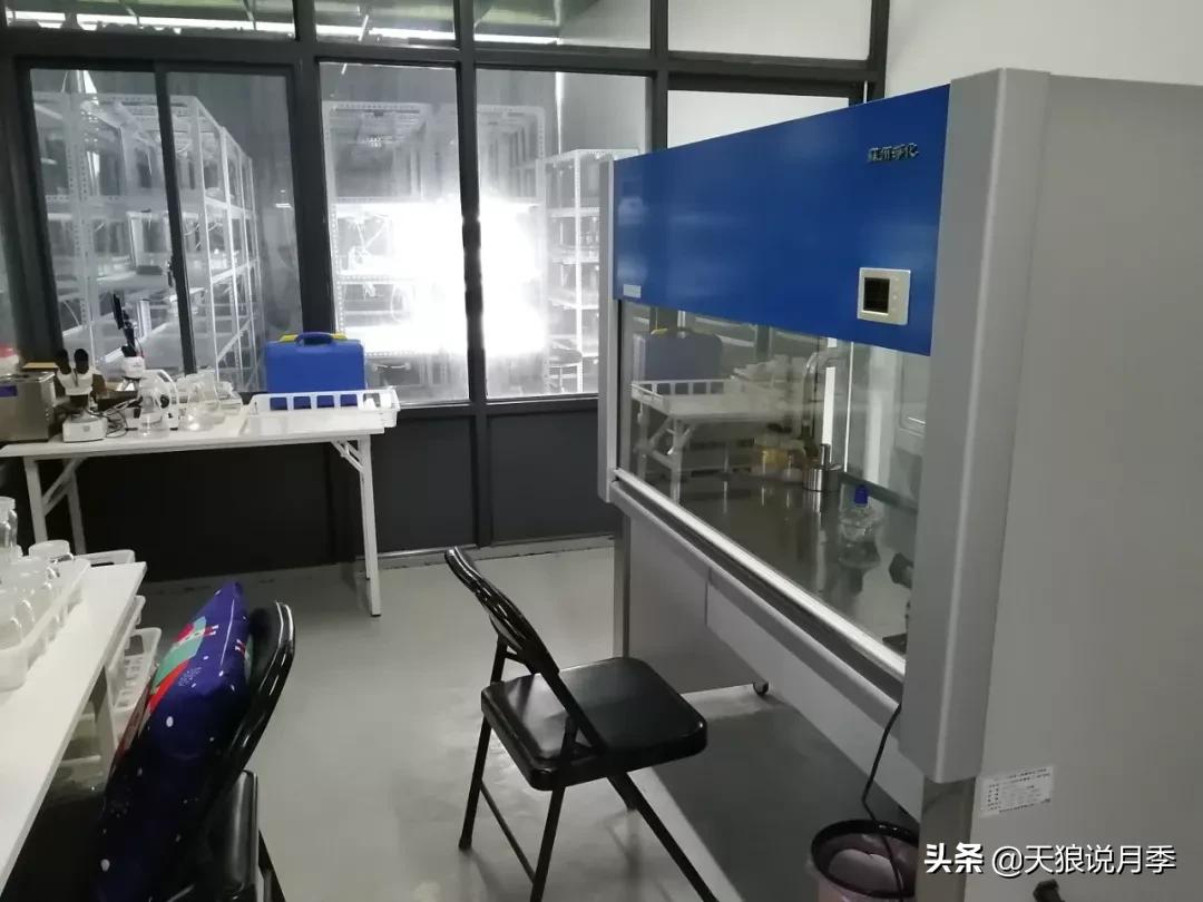 天狼月季起源,天狼月季是做什么的