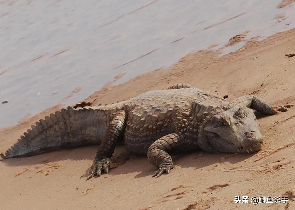亚马逊河里面的最厉害的电鳗,为什么电鳗没能称霸亚马逊河