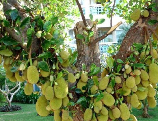 种植菠萝蜜如何使菠萝蜜更甜,菠萝蜜是减肥的还是增肥的