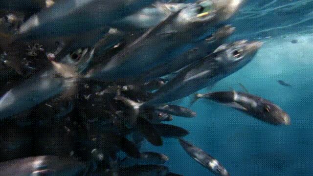 蓝鳍金枪鱼拍出天价,天价蓝鳍金枪鱼切割全过程