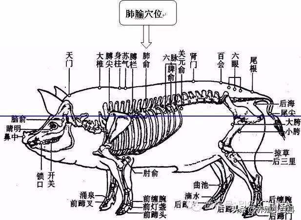 猪的注射方式和注意事项,猪疫苗注射的正确部位和方法图