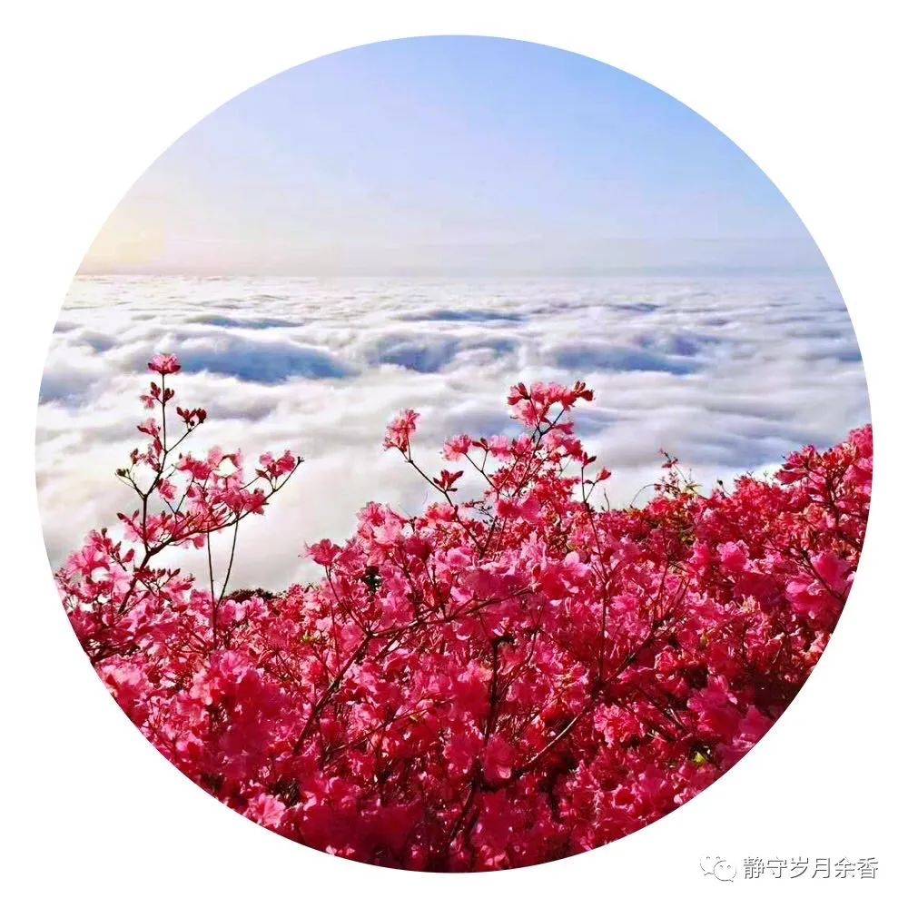 情满龟峰·诗涌花海