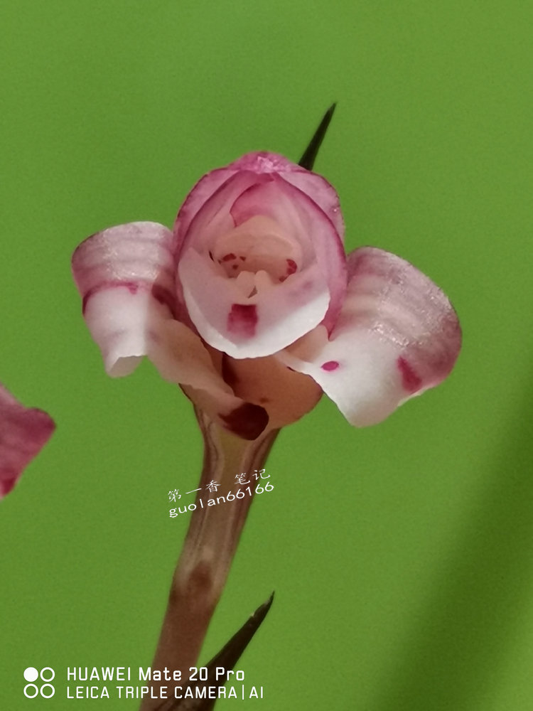 娇美可人的凤冠由来图片,娇美可人的凤冠图片