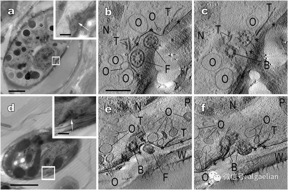 什么样的植物会有叶绿体,植物是如何拥有叶绿体