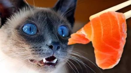 猫咪得了抑郁症后该怎么治,猫咪得了抑郁症该怎么治疗