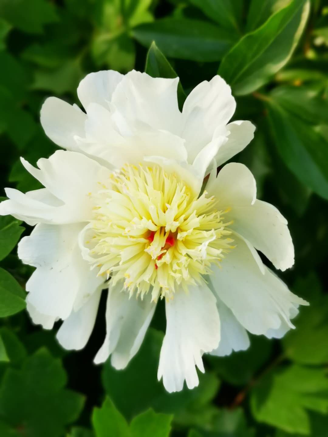 石家庄有哪些免费玩的地方—世纪公园