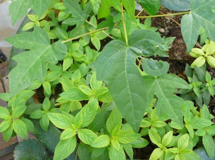 薄荷剪了一节插土里怎么活不了,薄荷剪下来直接摘能不能存活