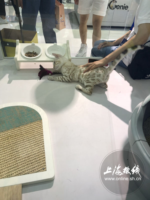 亚洲宠物展2022直播,亚洲宠物展会直播