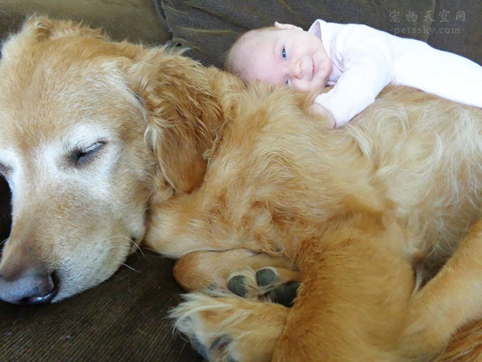 怀孕养宠危害大吗,为什么医生都不建议怀孕后养宠物