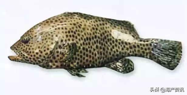 40种常见淡水鱼,45种常见海鱼名称