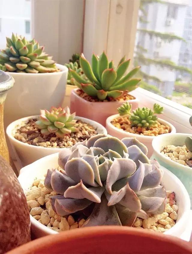 春·绿丨会长大的幸福多肉达人向我看齐!