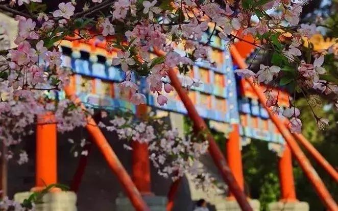 京郊最美的十大花海,京郊这些浪漫花海惊艳初秋的北京