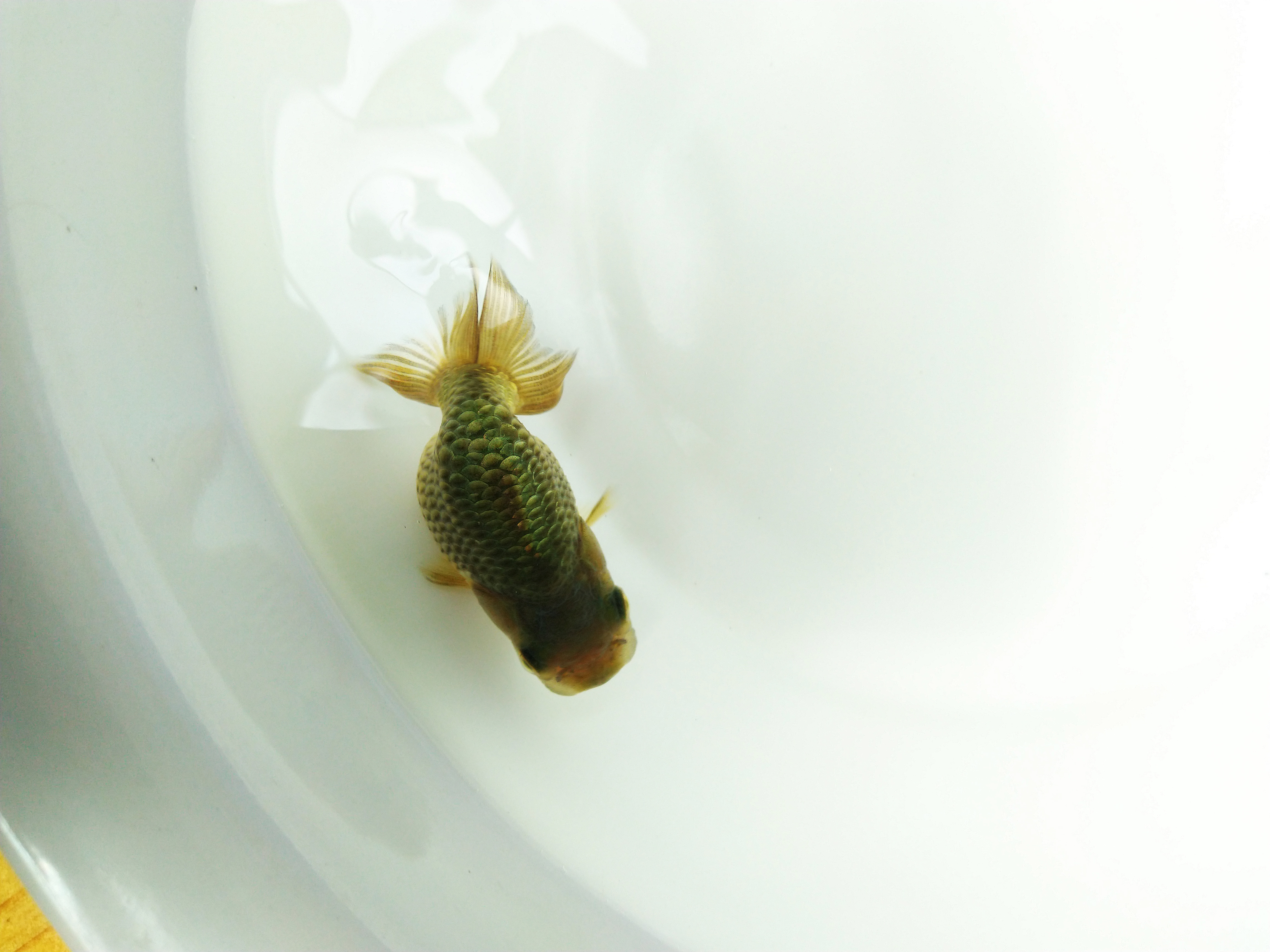 兰寿金鱼怎么养才能活得长久,兰寿金鱼当年好养还是两年好养