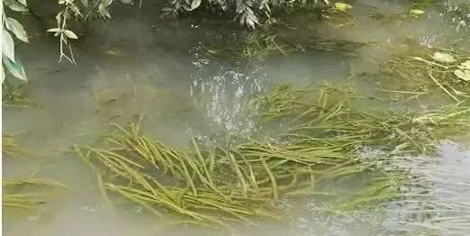 蟹类专题河蟹养殖如何选苗与放苗,怎么挑选好的河蟹蟹苗