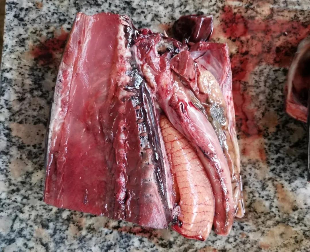 开海季都有什么海鲜,开海了这些生猛海鲜