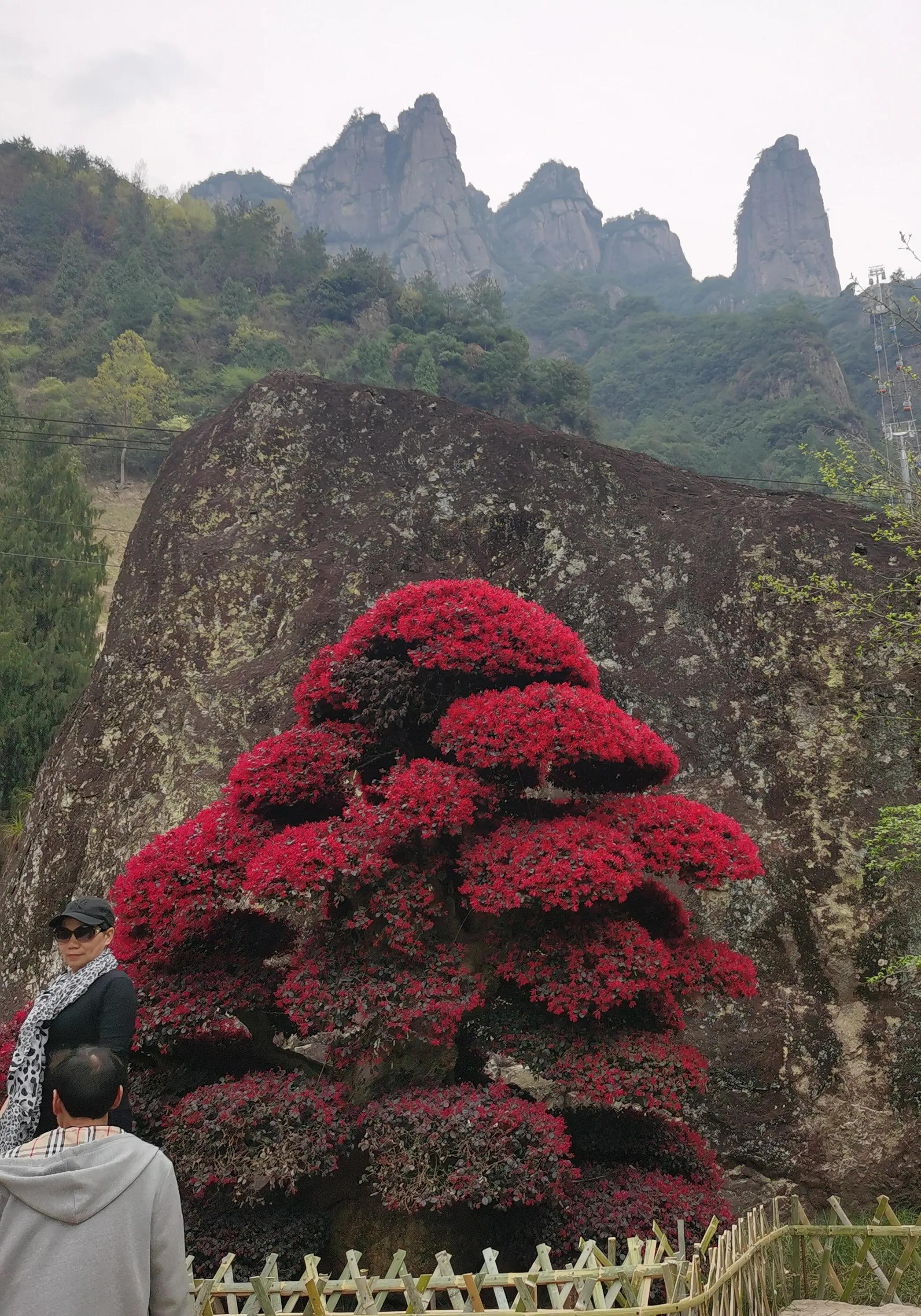 红花檵木和白色檵木区别,红花檵木苗价格