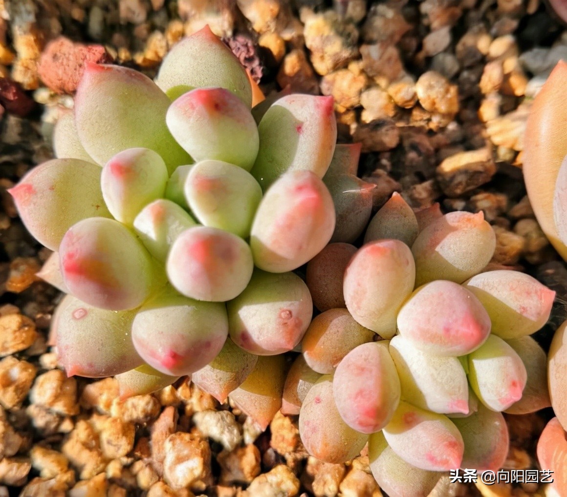 网上的多肉买回家，先要控形，不要着急养大，适应环境是关键