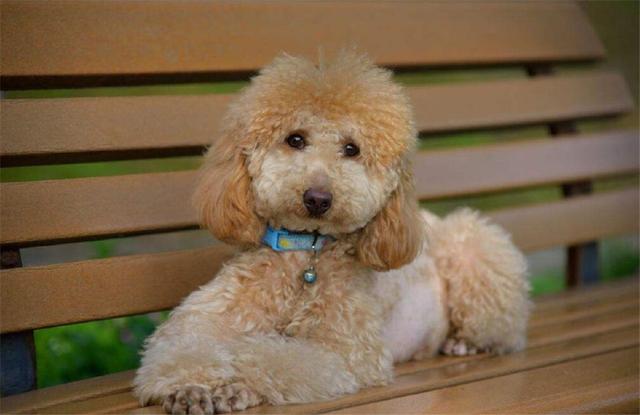 泰迪很严重泪痕怎么消除最有效,泰迪有泪痕怎么解决