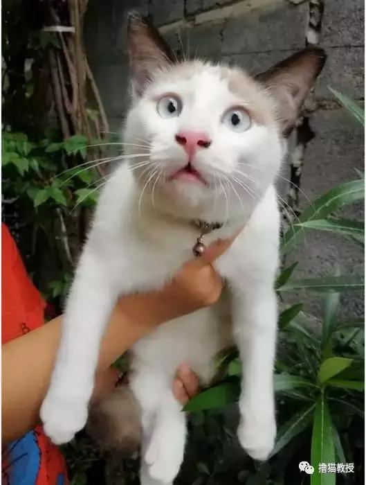 猫咪能明白人在哭吗,猫咪长大了一点为什么还总是叫