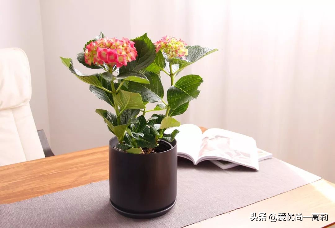 完美搭配,背阴阳台咱们也可以打造一个花园!