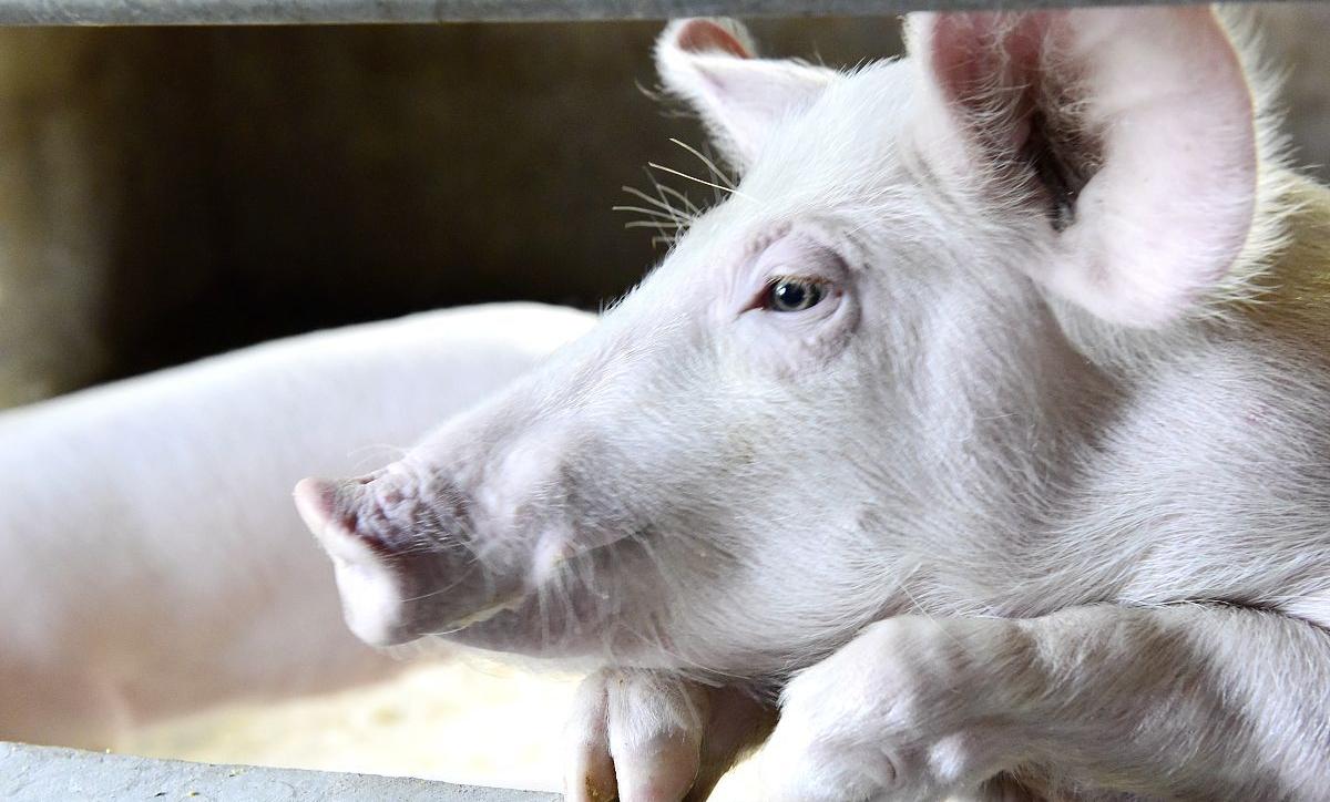 猪价上涨一毛后市如何,猪价上涨养猪盈利