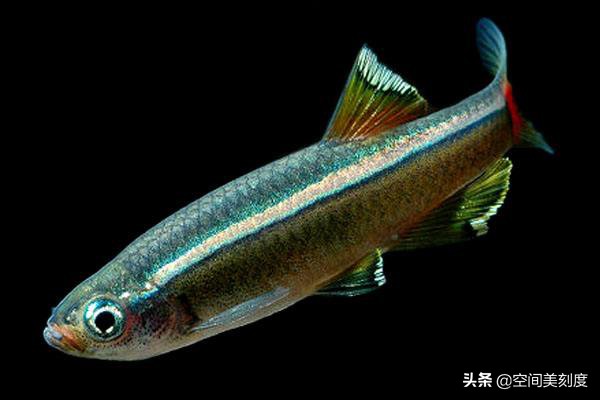 水中精灵大型鱼,水中精灵无与伦比的美