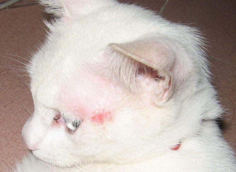 十猫九癣银渐层,比较严重的猫癣该怎么治疗