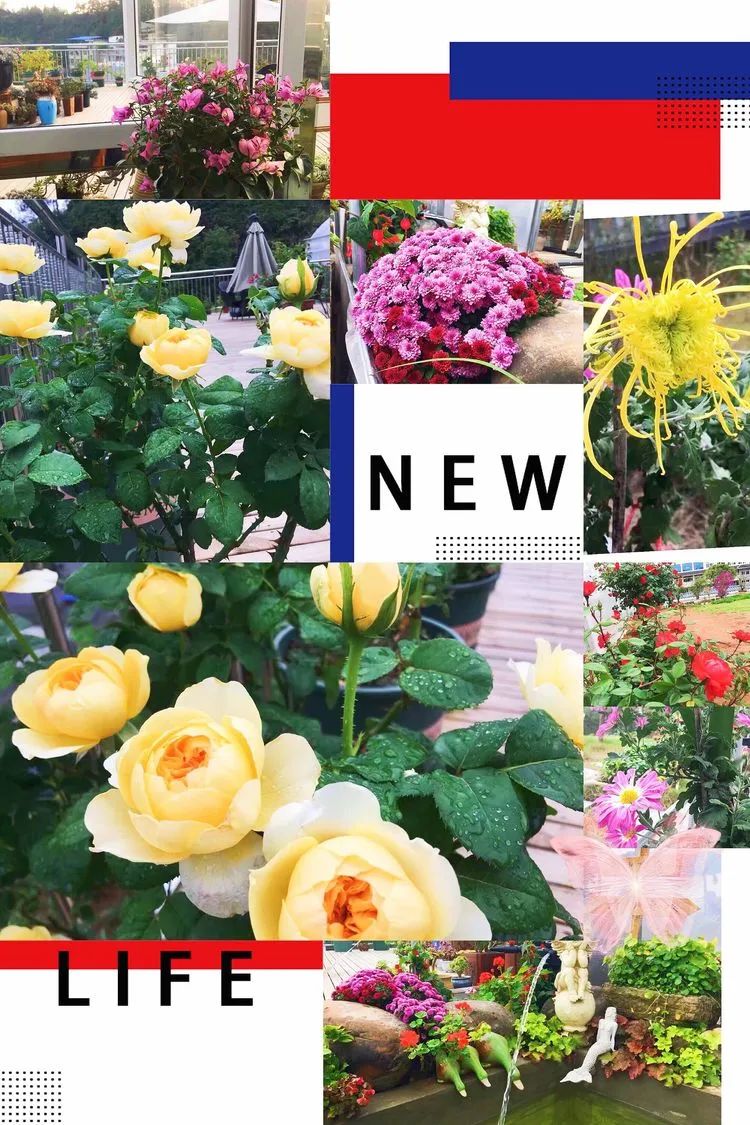 冬去春来，愿你无恙，疫情退去，养肉依旧！