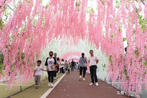 首届中华紫藤花文化旅游节,首届紫藤花旅游节
