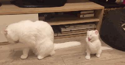 给猫狗清洁耳道切勿用镊子缠棉花捅插，这样做才是正确做法