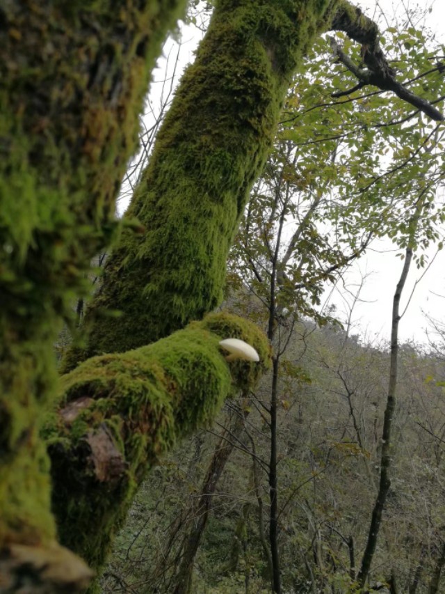 天门山一个人旅游,天门山的特别之处